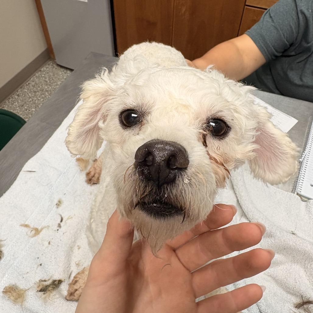 Enlarge Prince, a Adoptable Bichon Frise in Norfolk, NE image 2/2