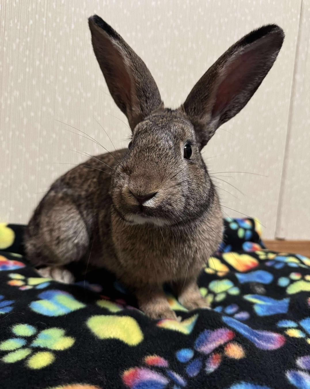 Kippy, adopted, Young Male Bunny Rabbit.
