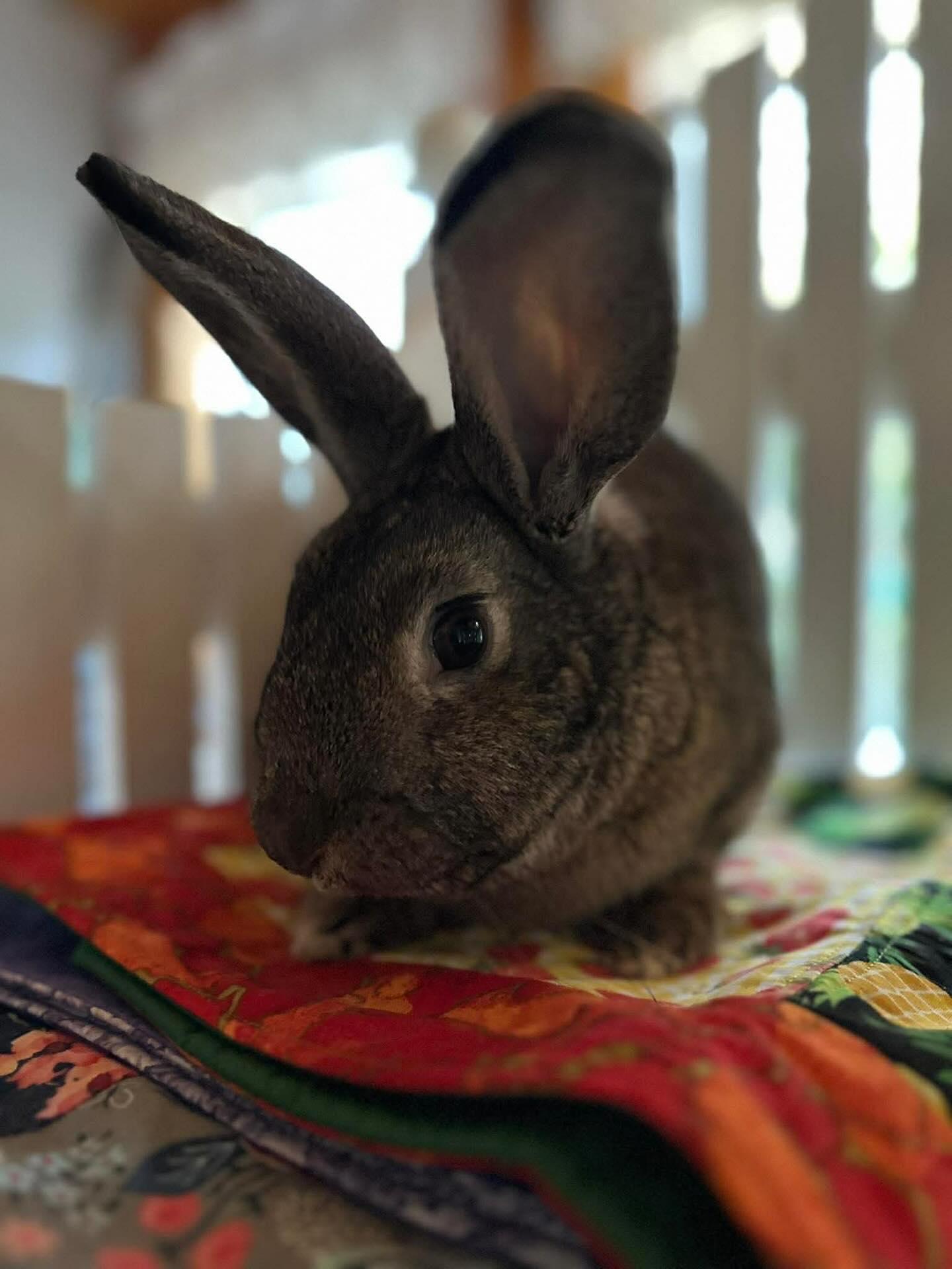 Kippy, Adoptable, Young Male Bunny Rabbit.