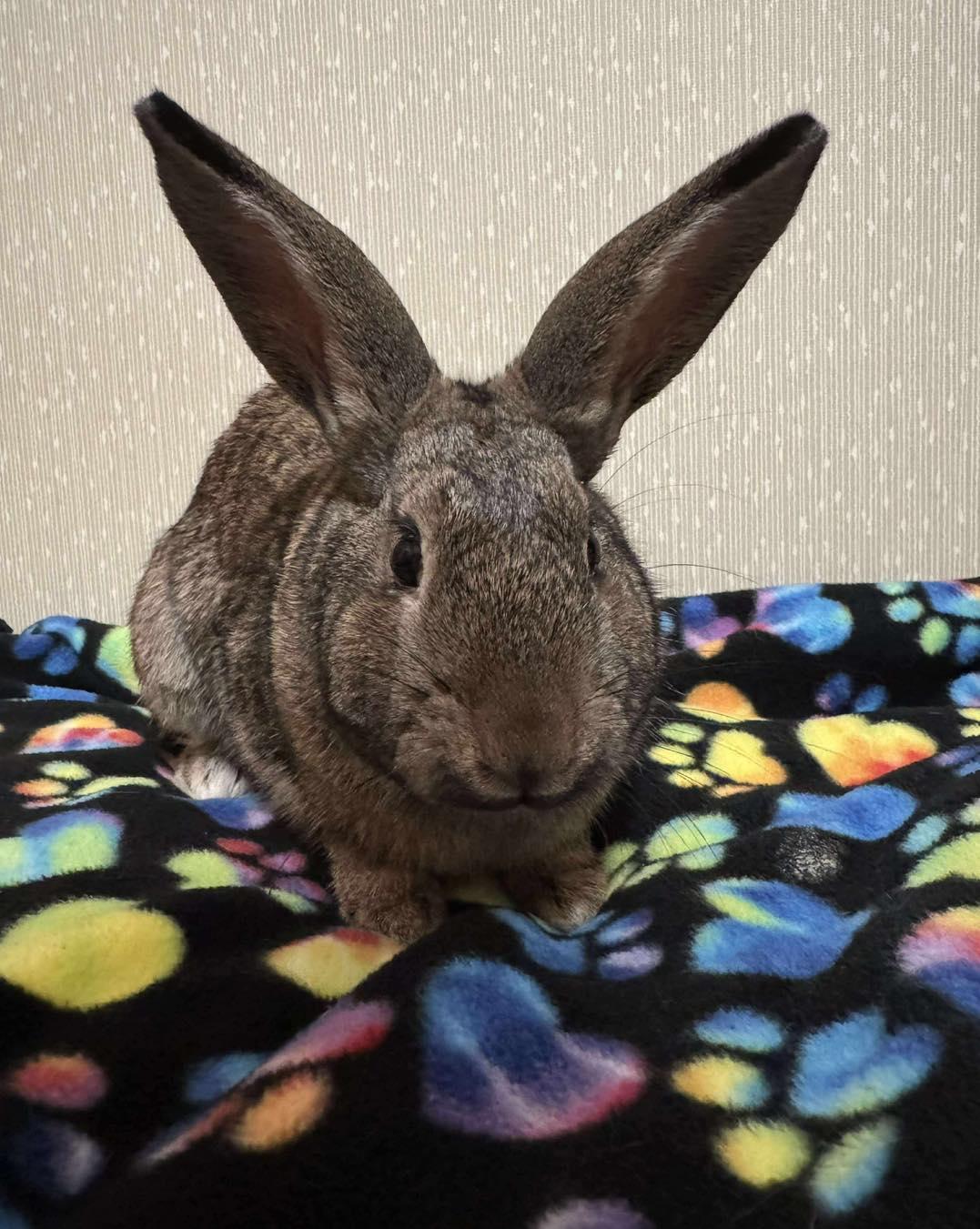 Kippy, an adopted mixed breed in Norway, ME image 2/6