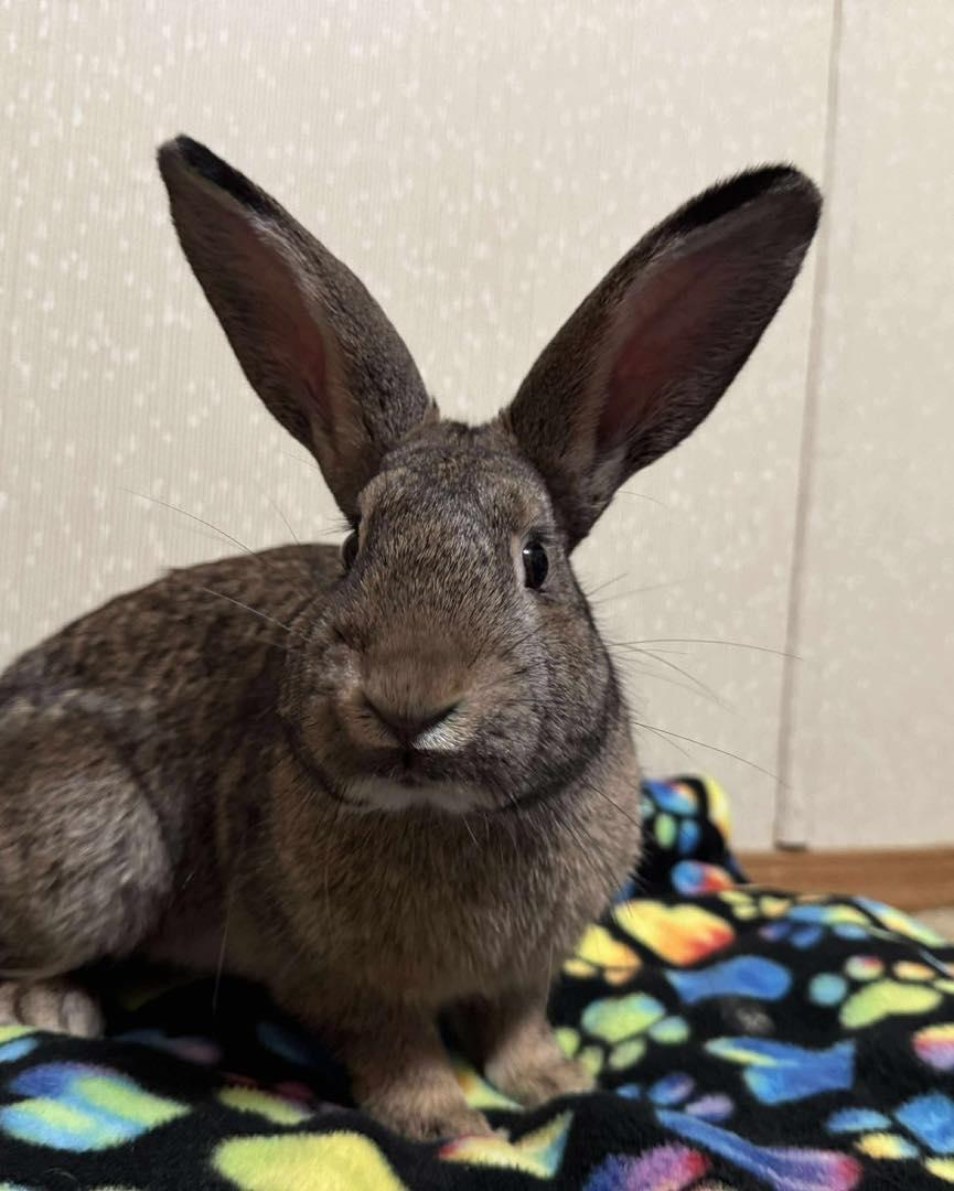 Kippy, an adopted mixed breed in Norway, ME image 3/6