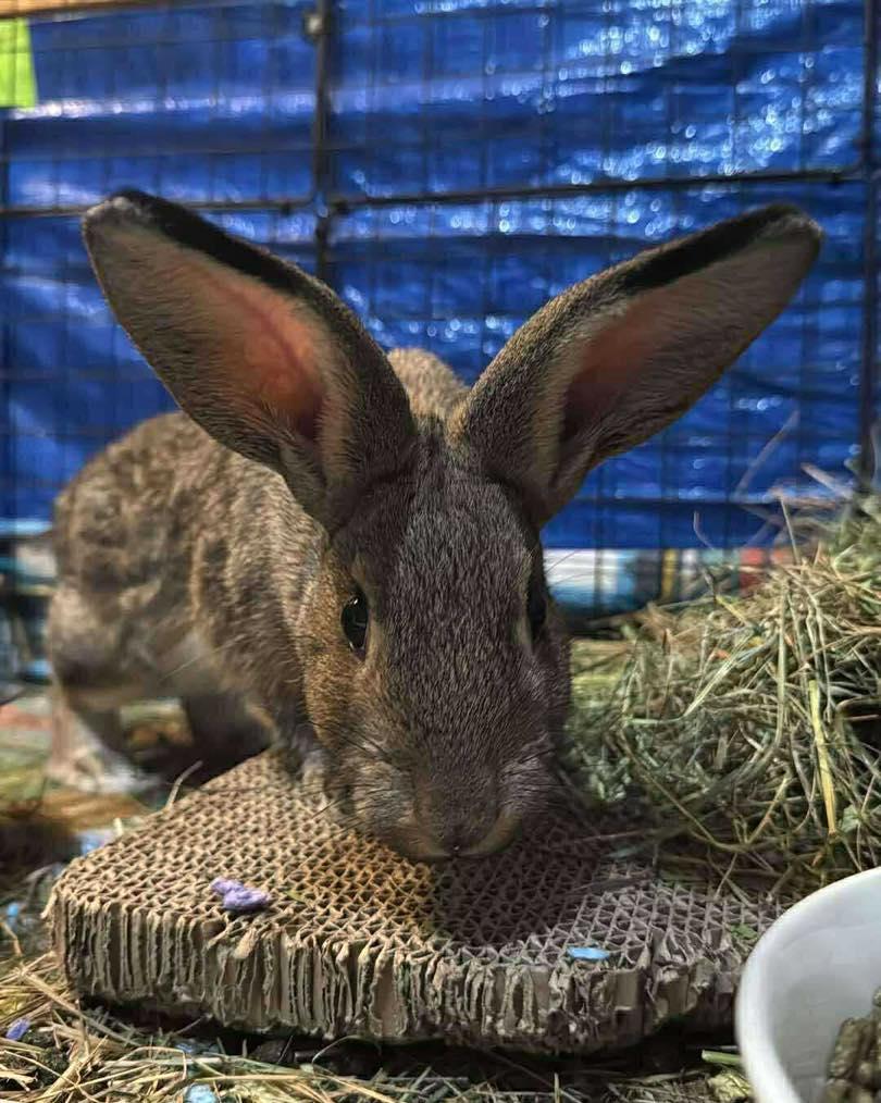 Kippy, an adopted mixed breed in Norway, ME image 4/6