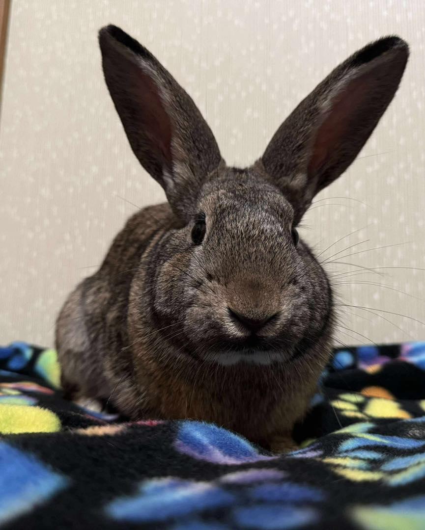 Kippy, an adopted mixed breed in Norway, ME image 5/6