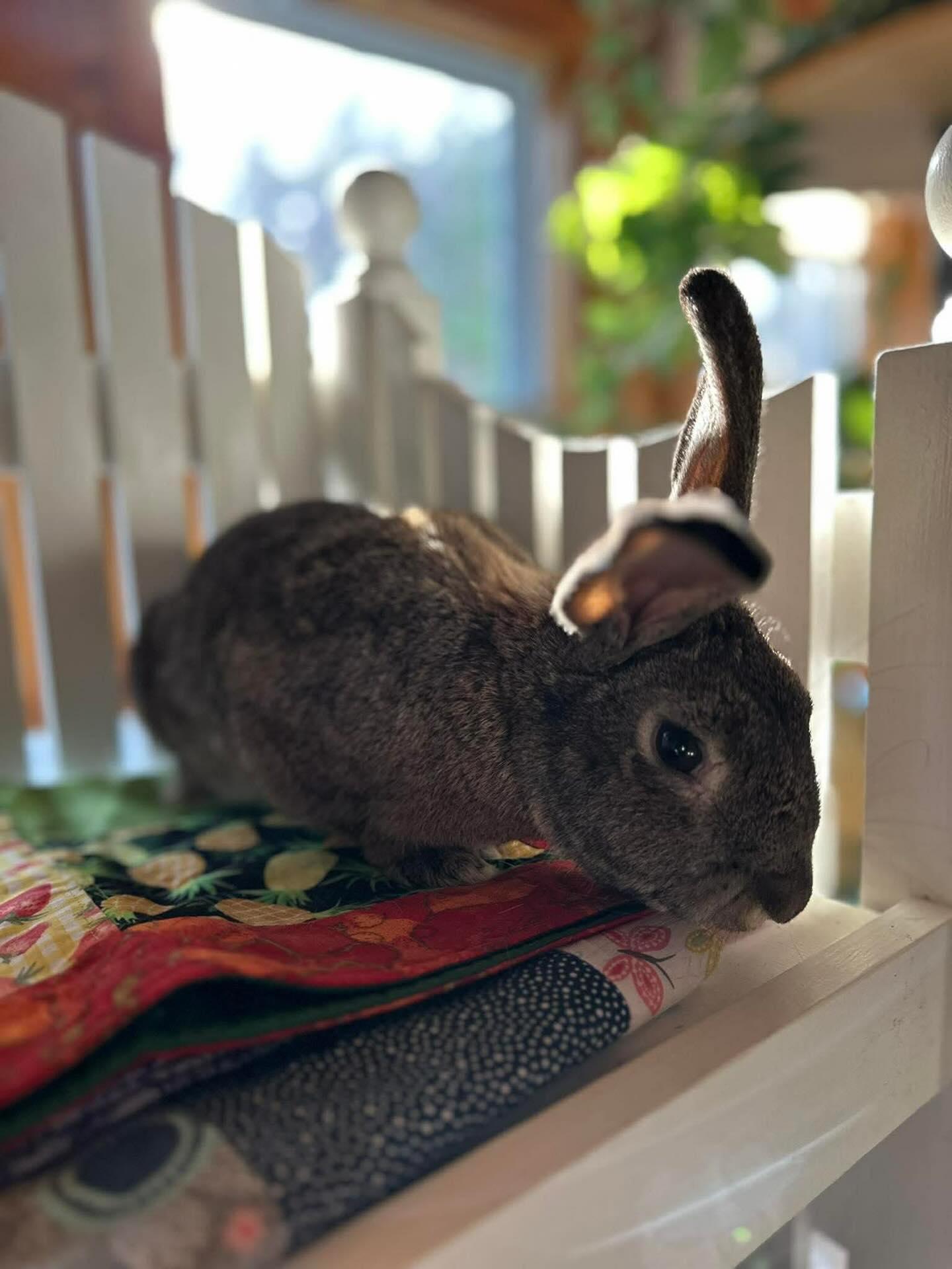 Enlarge Kippy, a Adoptable mixed breed in Portland, ME image 4/6