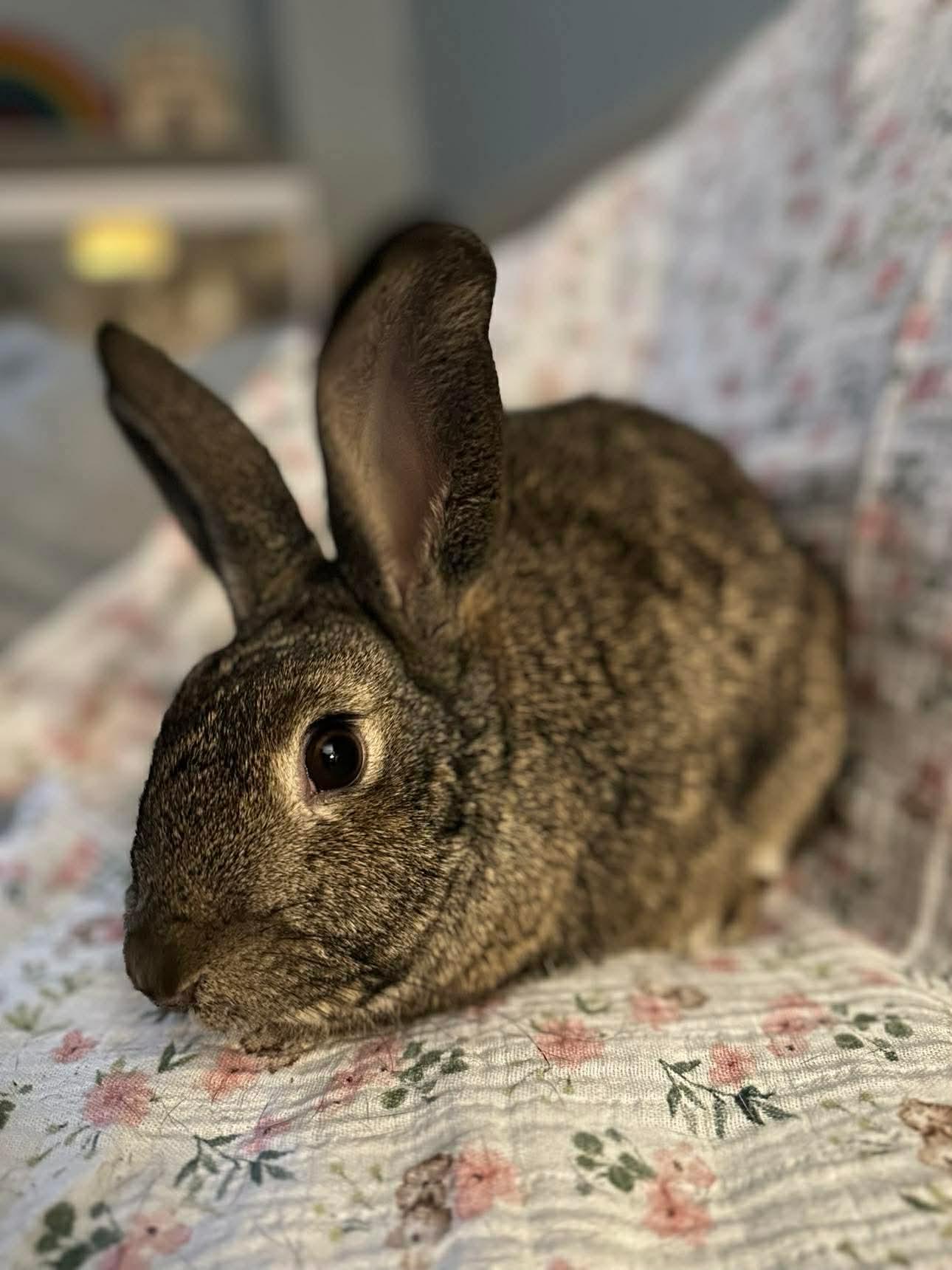 Enlarge Kippy, a Adoptable mixed breed in Portland, ME image 6/6