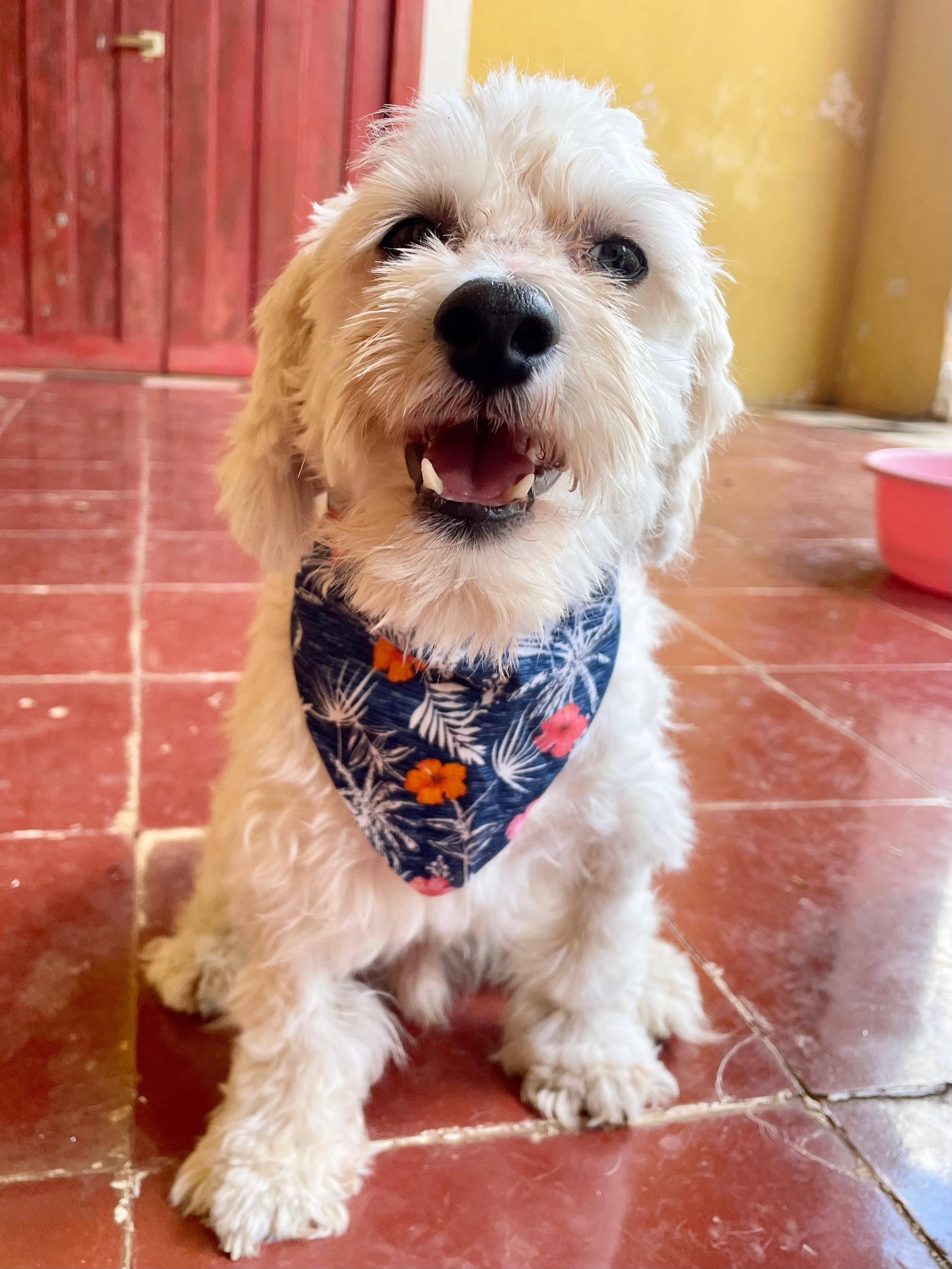 Enlarge Olaf (Foster-to-Adopt), a ADOPTABLE mixed breed in Mississauga, ON image 4/6