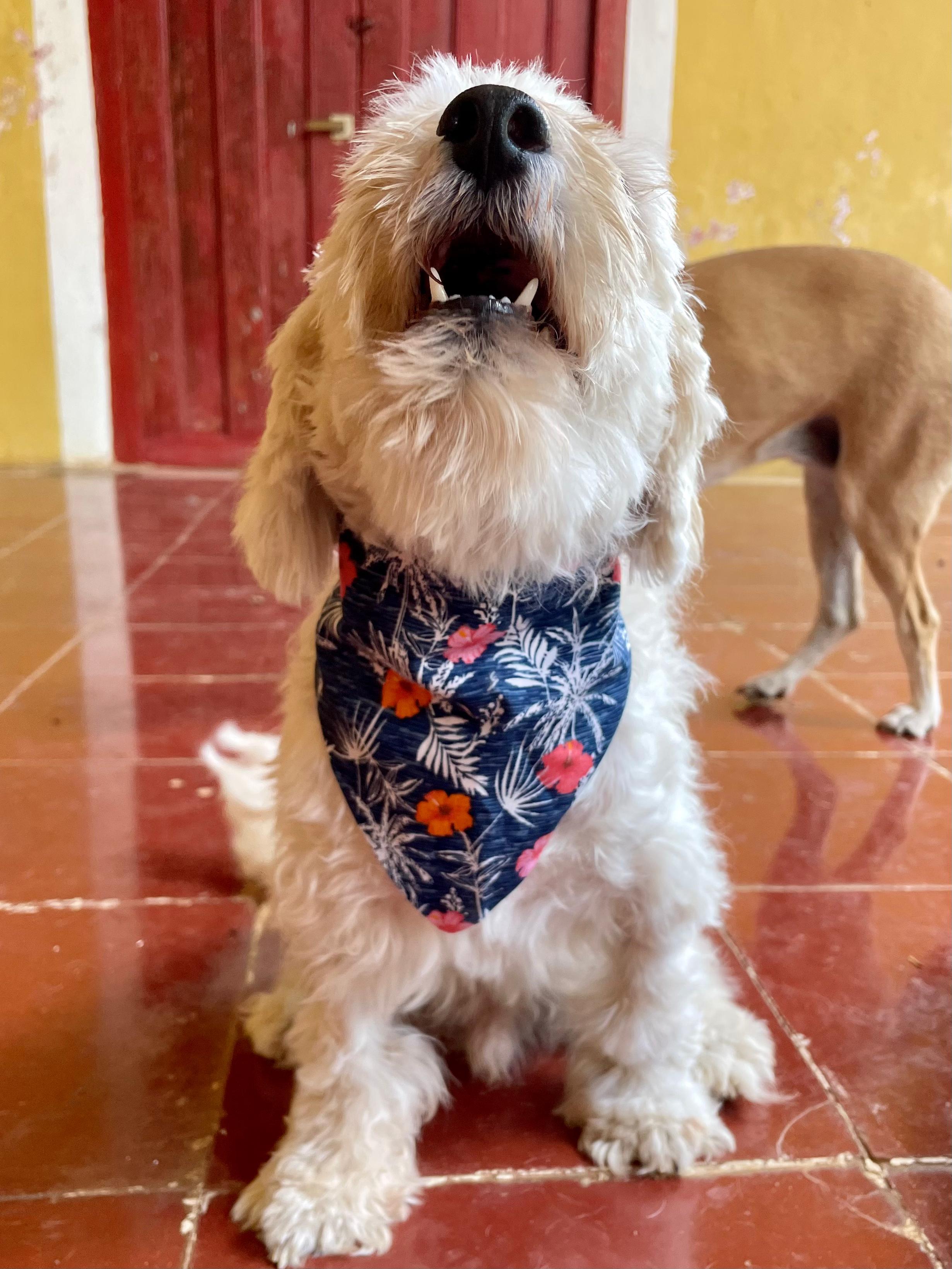 Enlarge Olaf (Foster-to-Adopt), a ADOPTABLE mixed breed in Mississauga, ON image 6/6