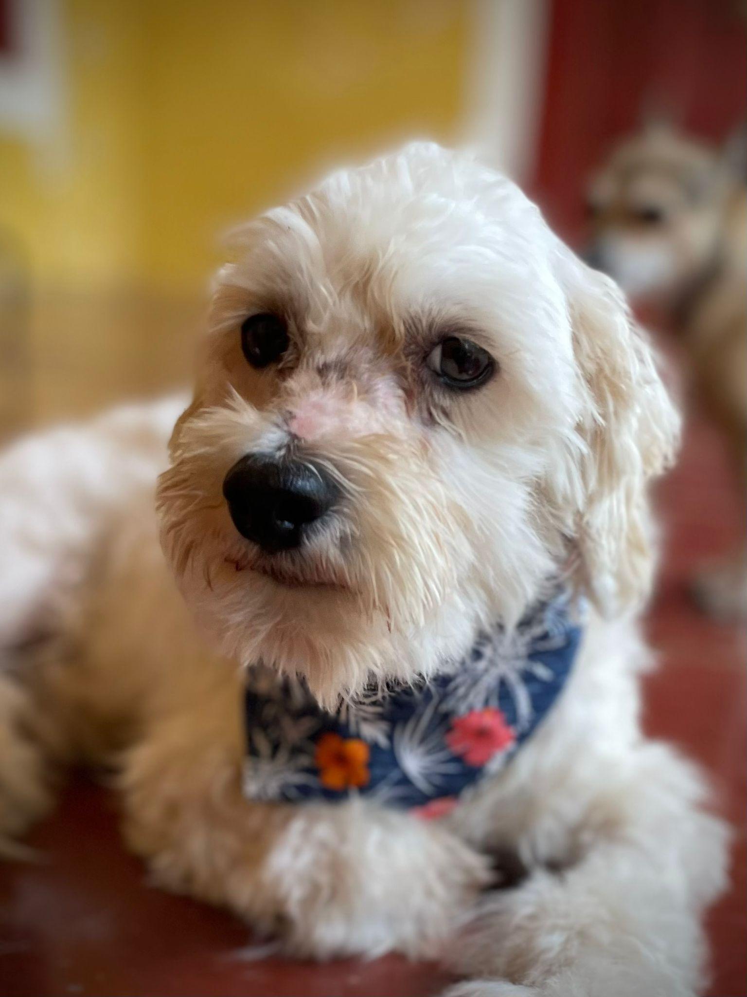 Enlarge Olaf (Foster-to-Adopt), a ADOPTABLE mixed breed in Mississauga, ON image 2/6