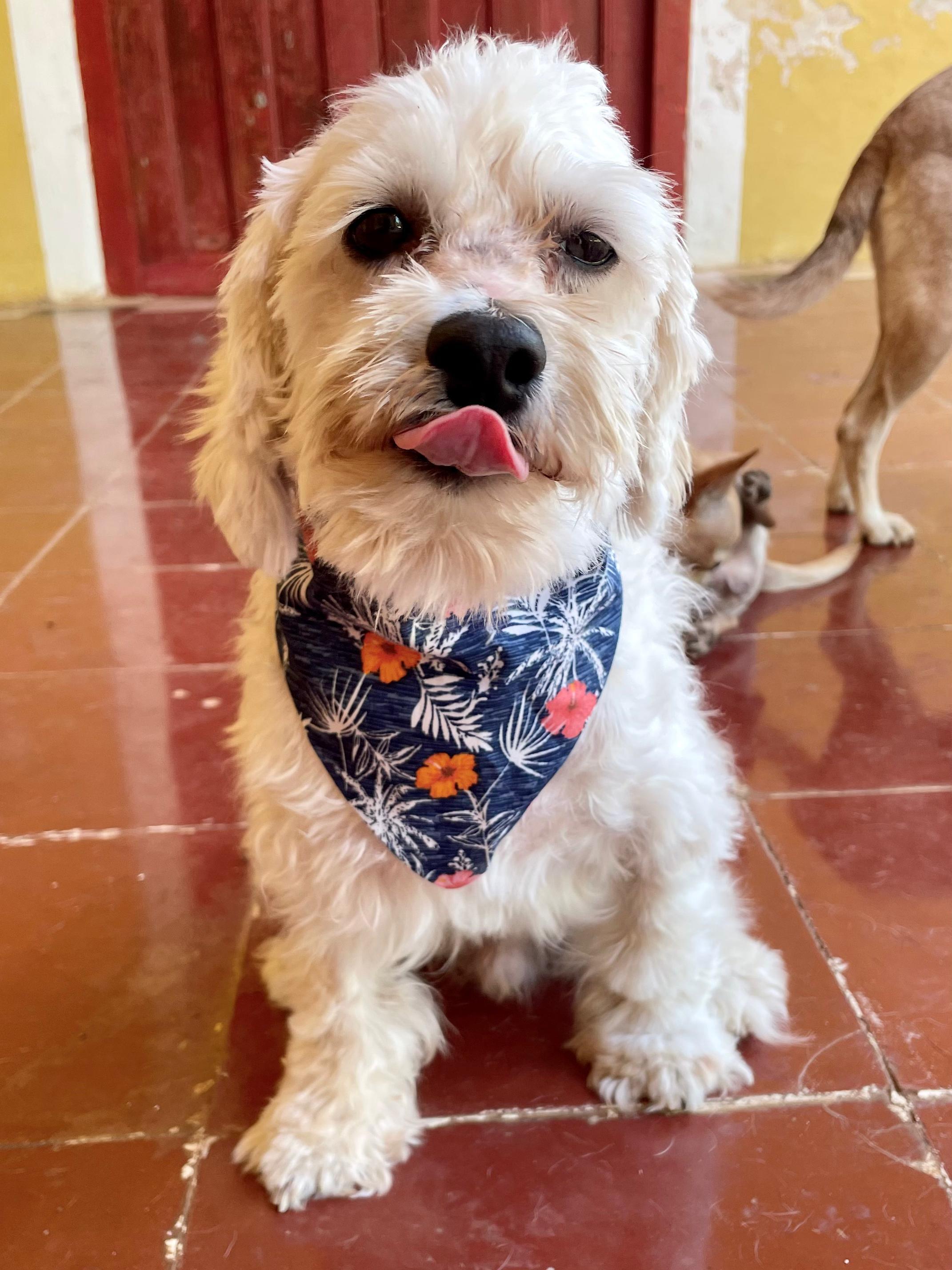 Enlarge Olaf (Foster-to-Adopt), a ADOPTABLE mixed breed in Mississauga, ON image 3/6