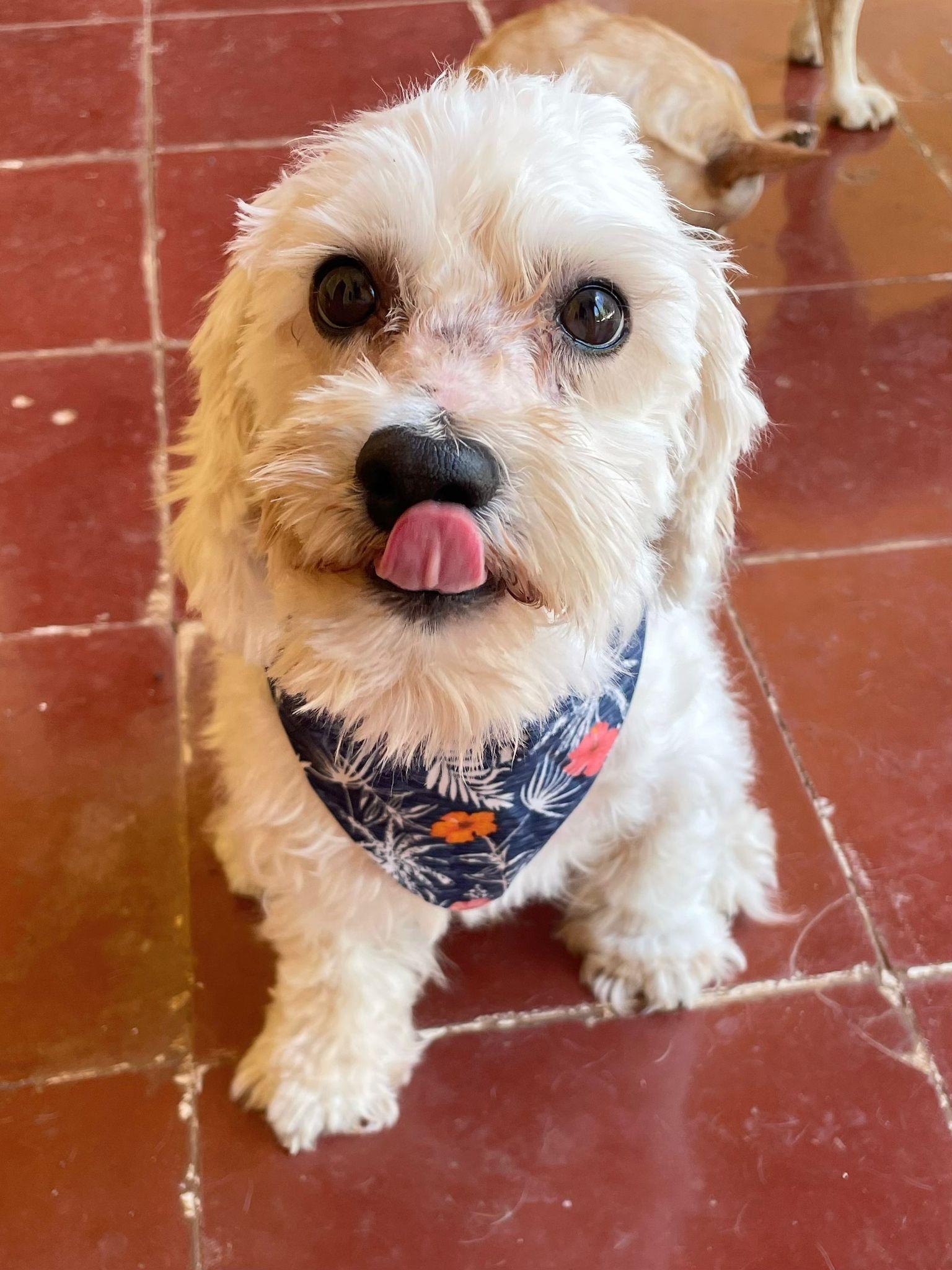 Enlarge Olaf (Foster-to-Adopt), a ADOPTABLE mixed breed in Mississauga, ON image 5/6