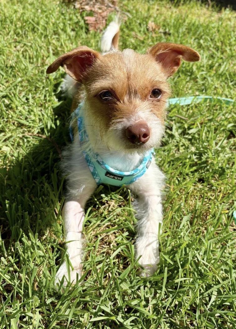 Enlarge Betty, a ADOPTABLE mixed breed in Davis, CA image 3/6