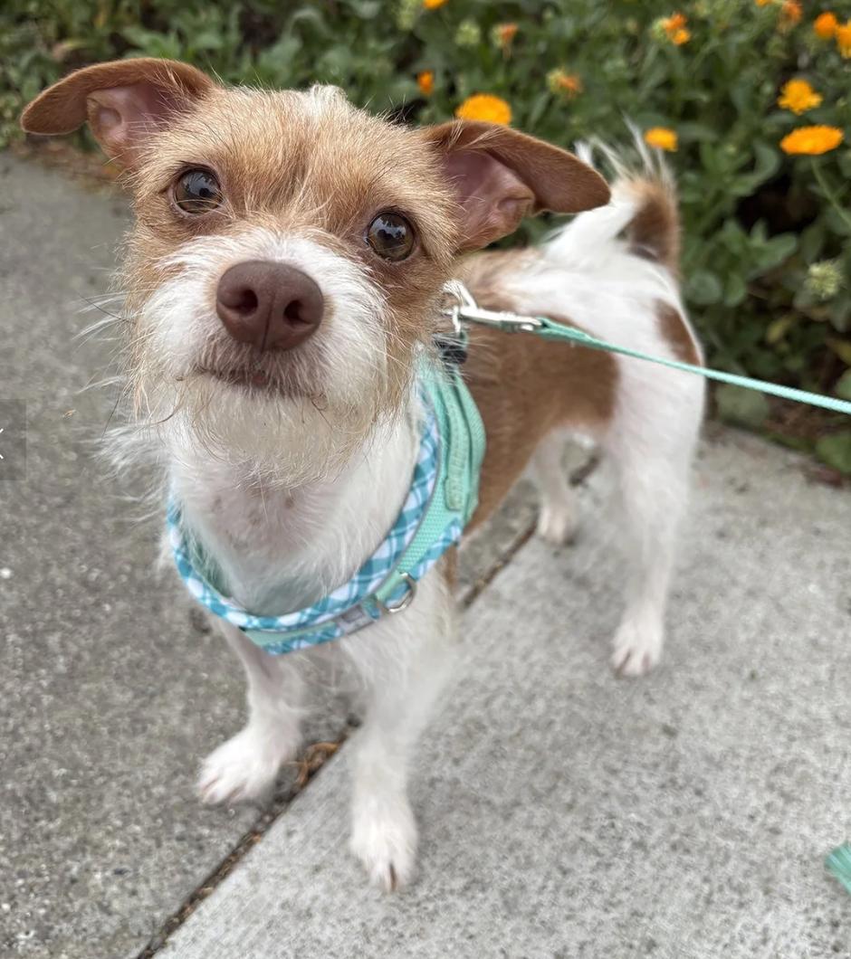 Betty, ADOPTABLE, Young Female Jack Russell Terrier.