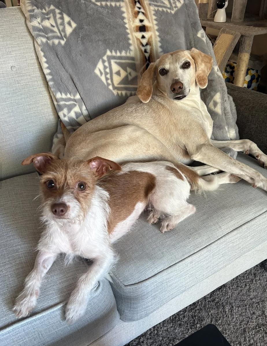 Enlarge Betty, a ADOPTABLE mixed breed in Davis, CA image 5/6