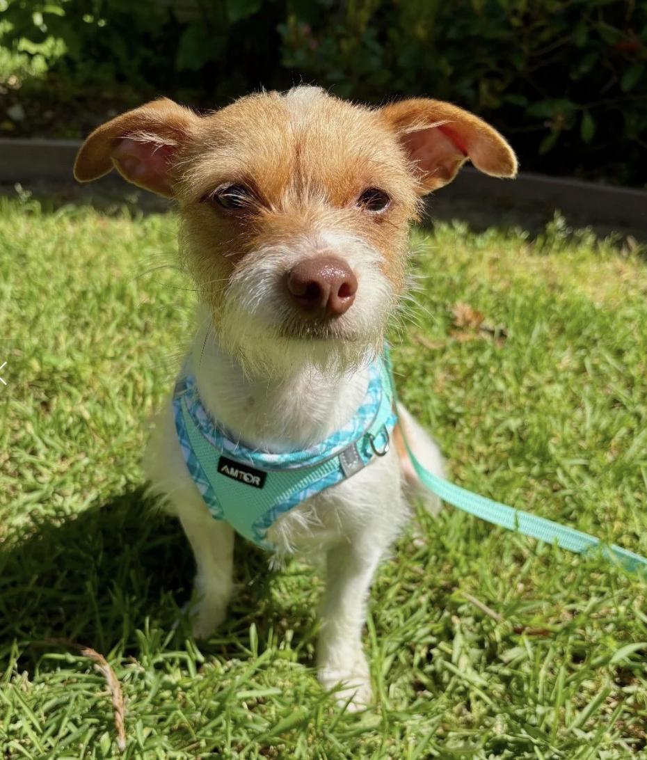 Enlarge Betty, a ADOPTABLE mixed breed in Davis, CA image 6/6