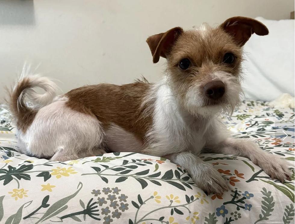 Enlarge Betty, a ADOPTABLE mixed breed in Davis, CA image 2/6