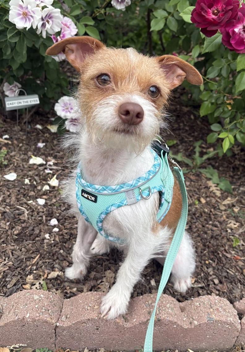 Enlarge Betty, a ADOPTABLE mixed breed in Davis, CA image 4/6