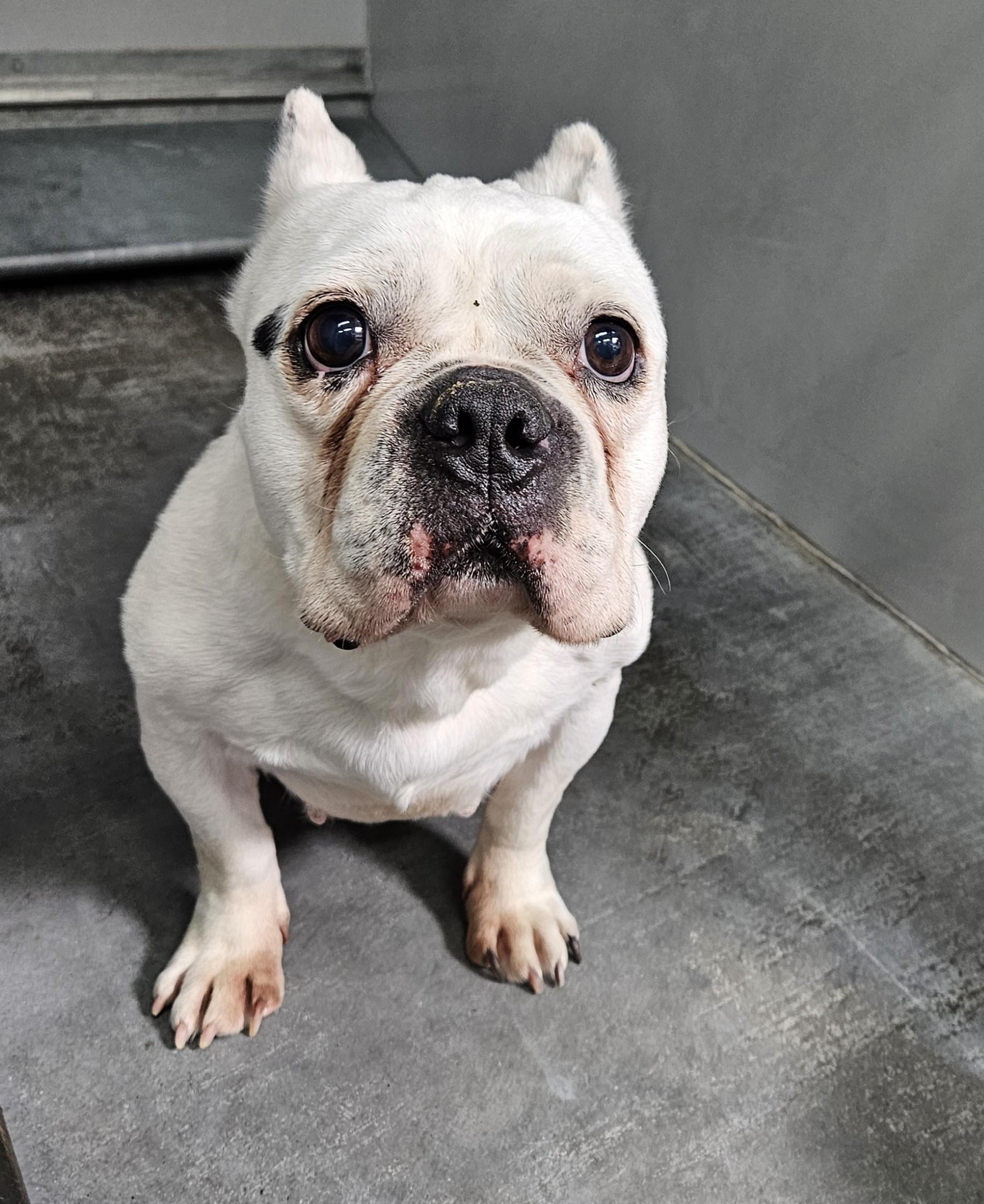 60752383, ADOPTABLE, Adult Female Bulldog.