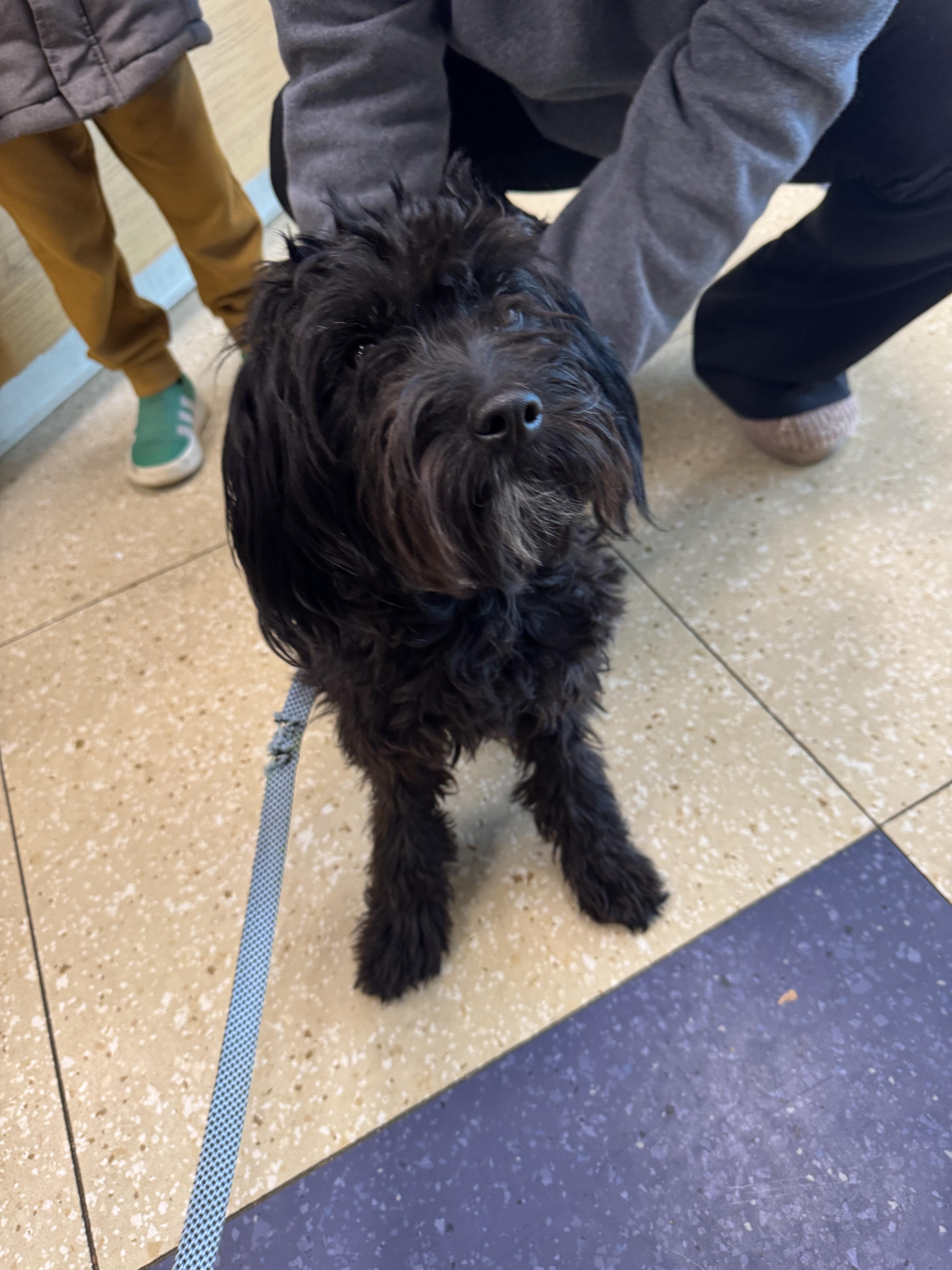 Enlarge Simba, an adopted Cavachon in Hopewell, VA image 2/5