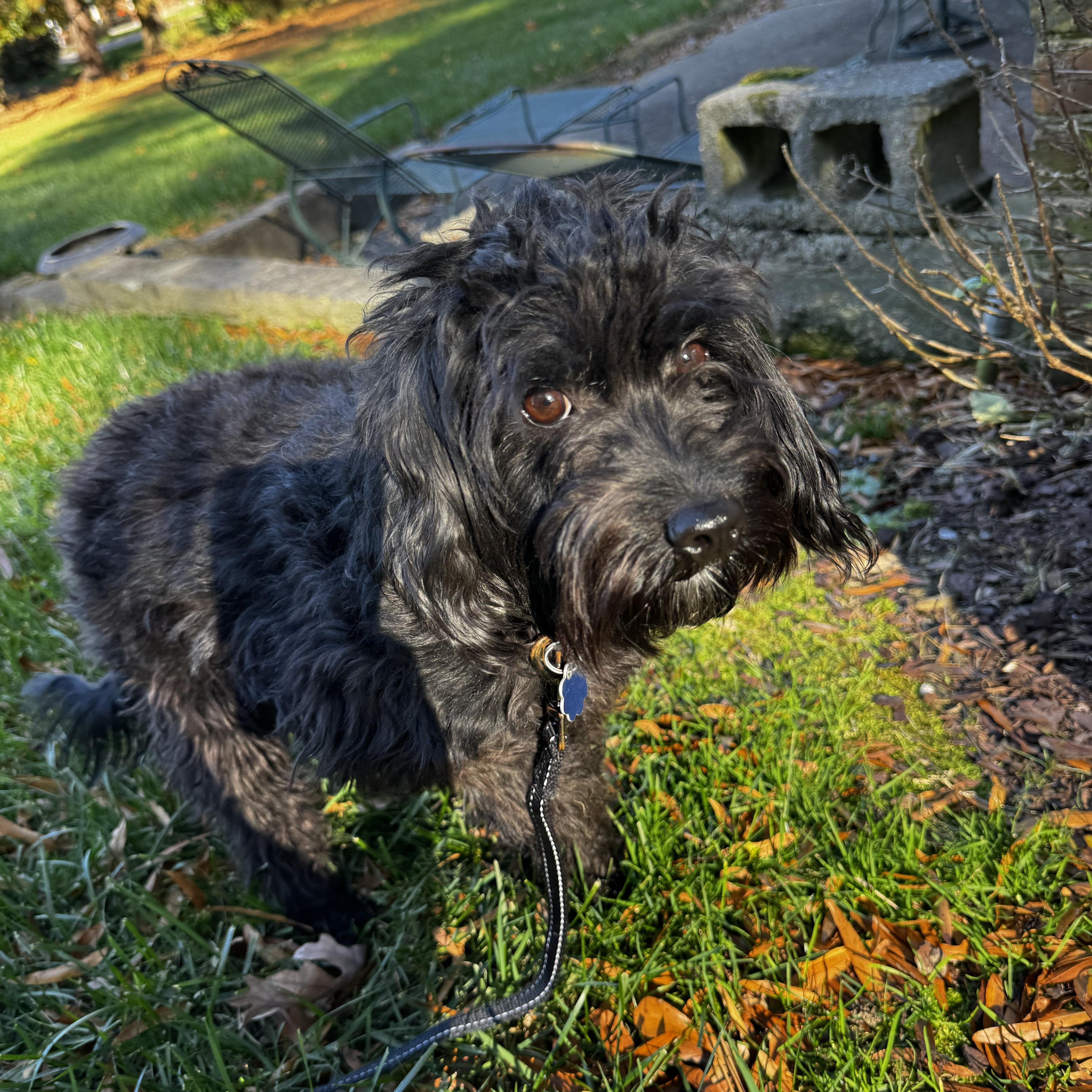 Enlarge Simba, an adopted Cavachon in Hopewell, VA image 1/5
