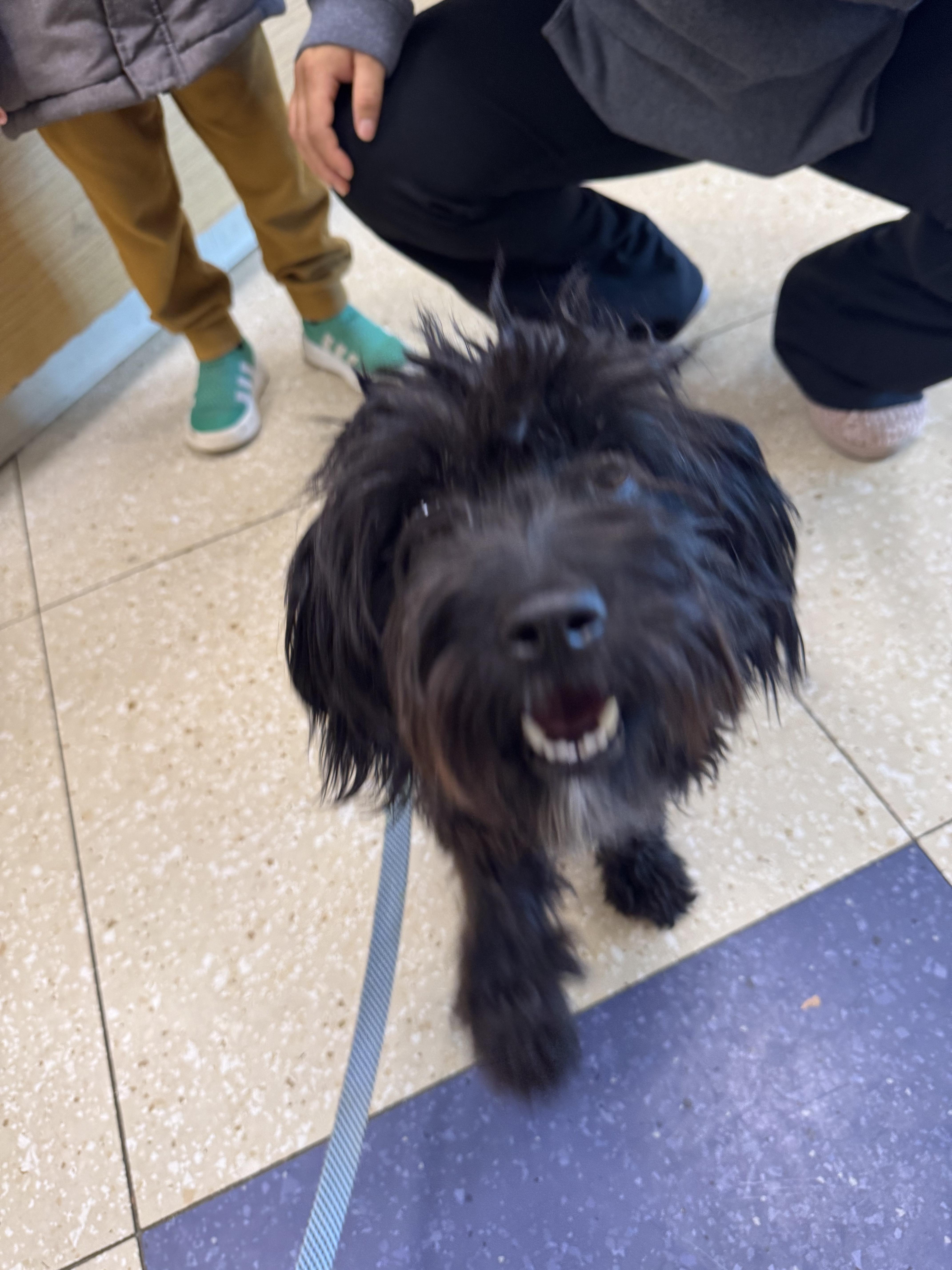 Simba, an adoptable Cavachon in Hopewell, VA, 23860 | Photo Image 3