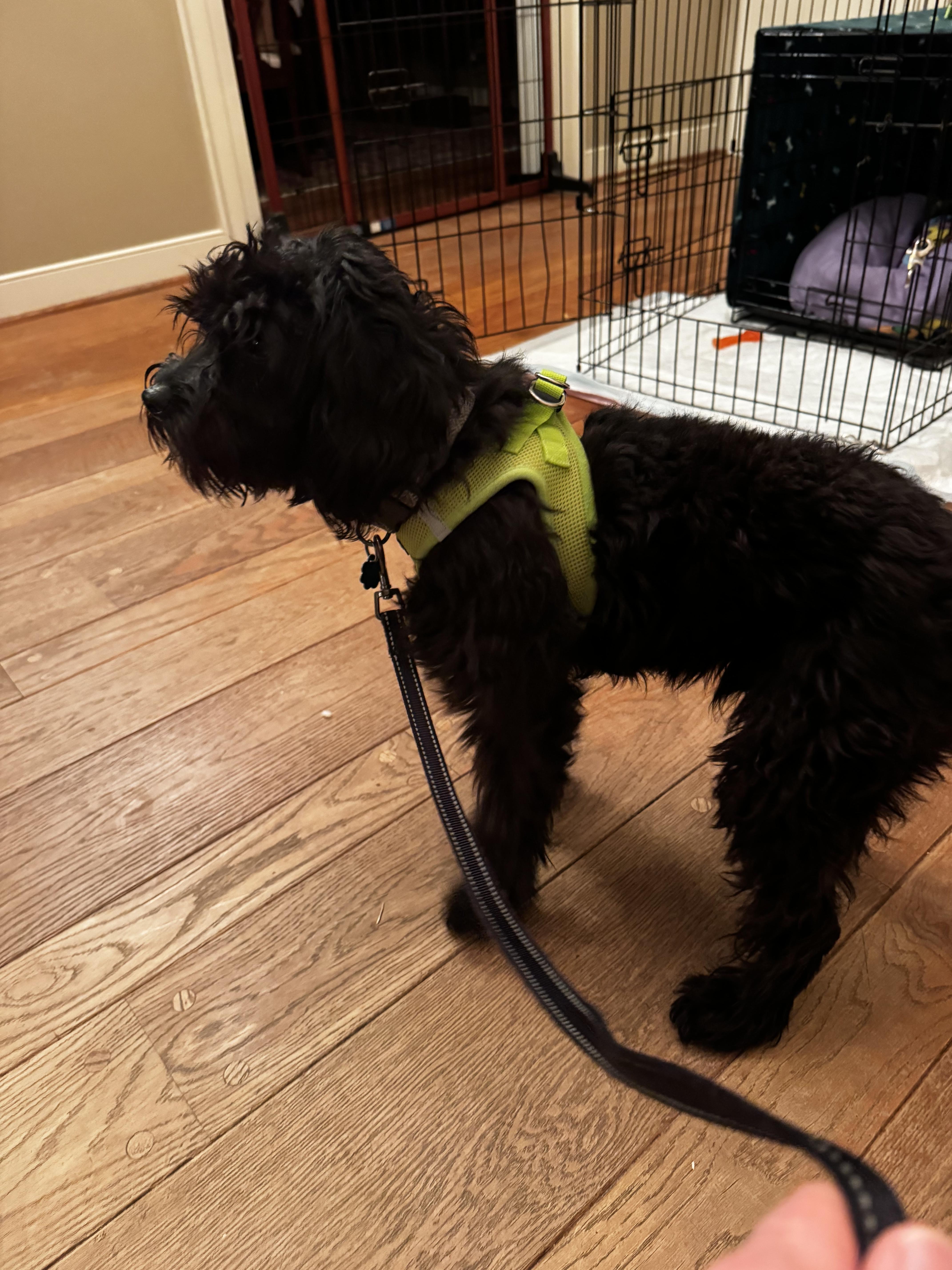 Simba, an adoptable Cavachon in Hopewell, VA, 23860 | Photo Image 4