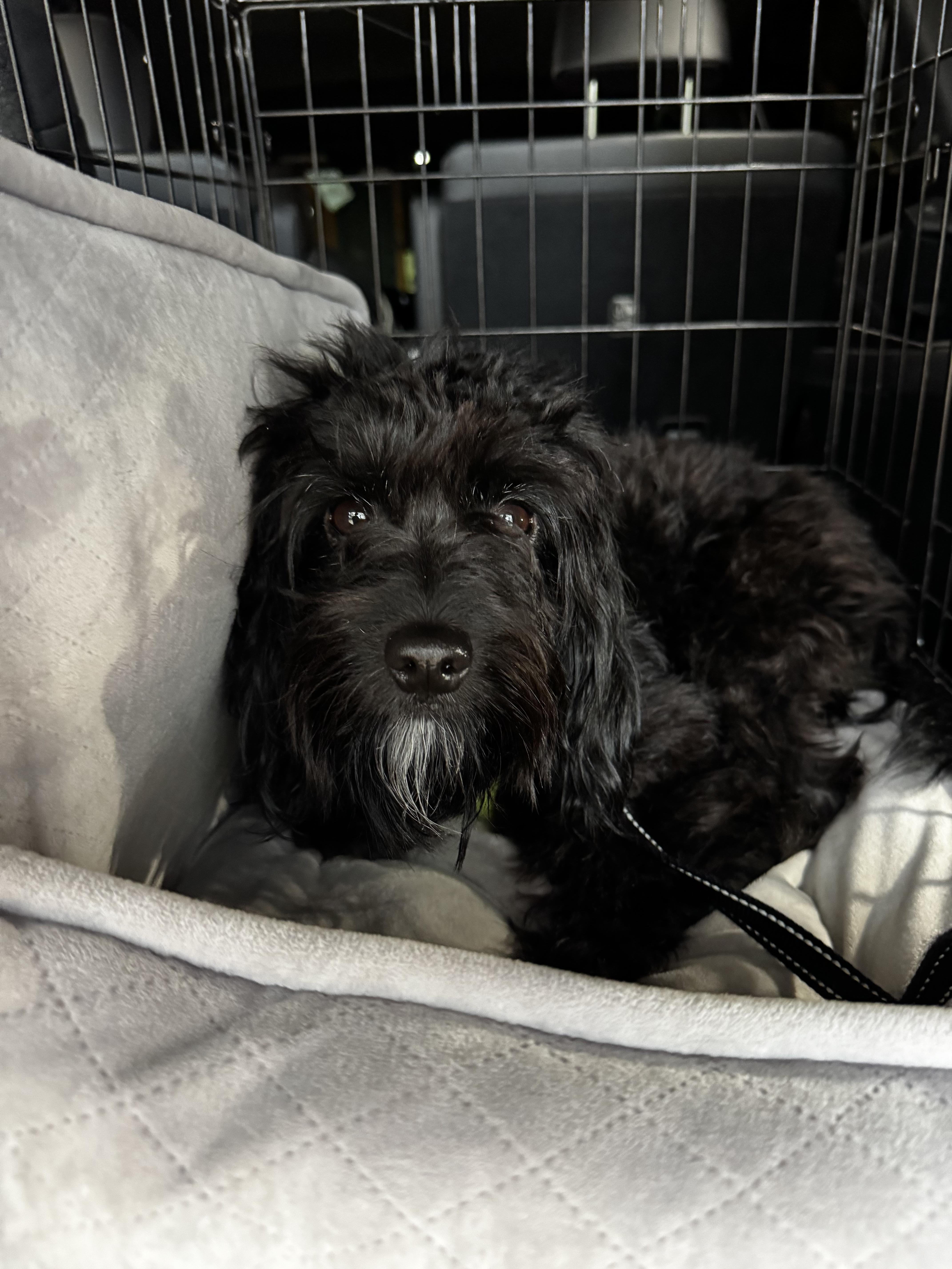 Enlarge Simba, an adopted Cavachon in Hopewell, VA image 5/5