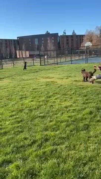 Enlarge Obelix, a Adoptable mixed breed in Coquitlam, QC video 5/6