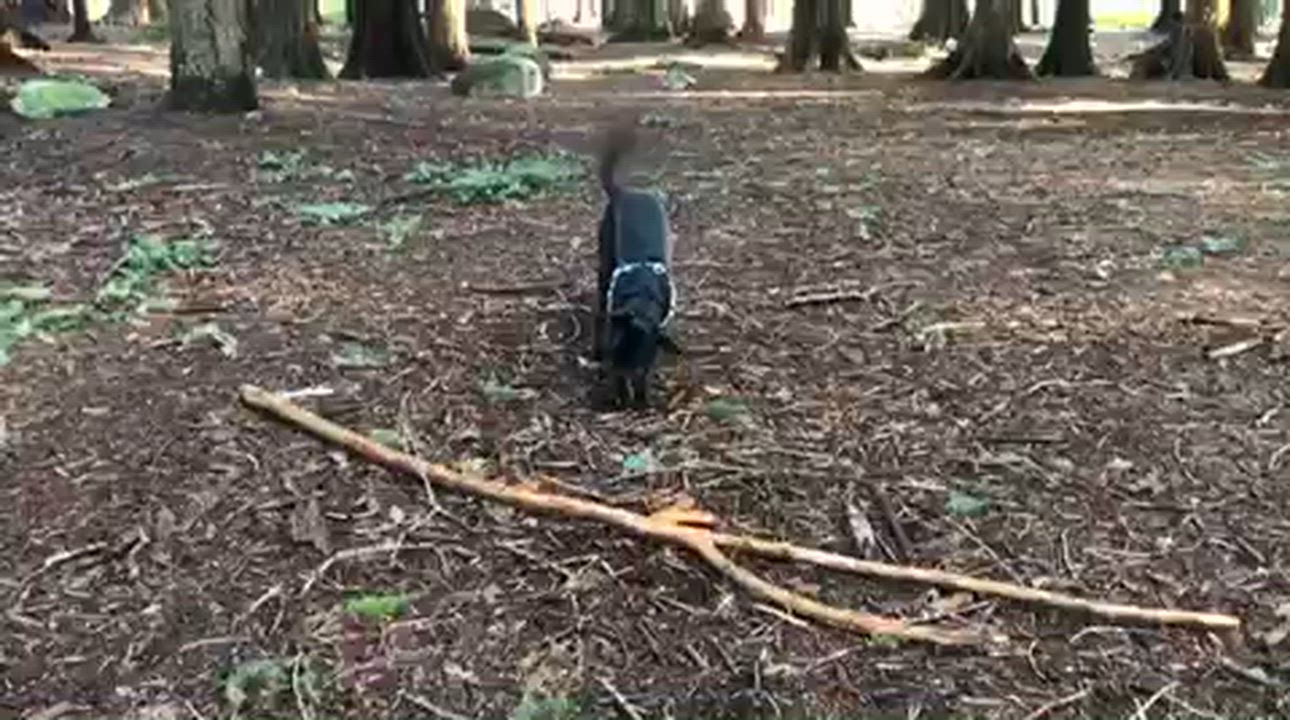 Enlarge Obelix, a Adoptable mixed breed in Coquitlam, QC video 4/6