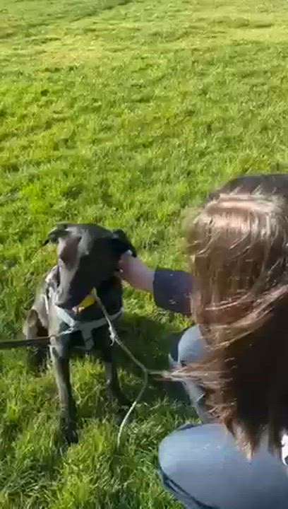 Enlarge Obelix, a Adoptable mixed breed in Coquitlam, QC video 6/6