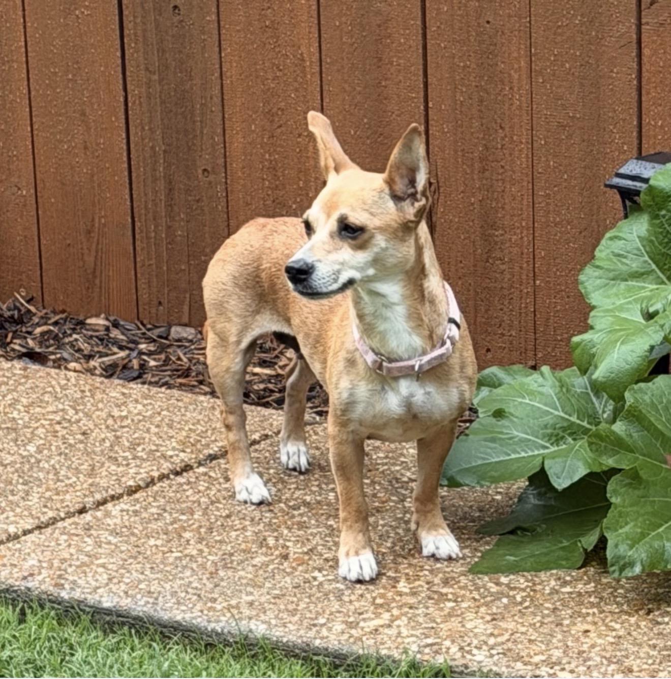 Christina Yang, Adoptable, Adult Female Chihuahua.