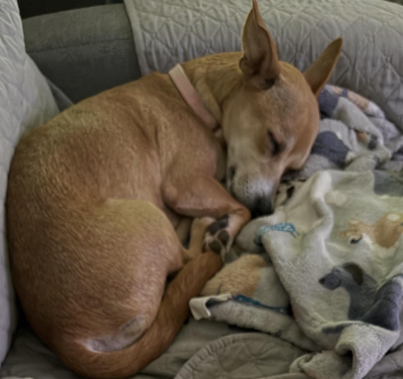 Christina Yang, a Adoptable mixed breed in Houston, TX image 2/5