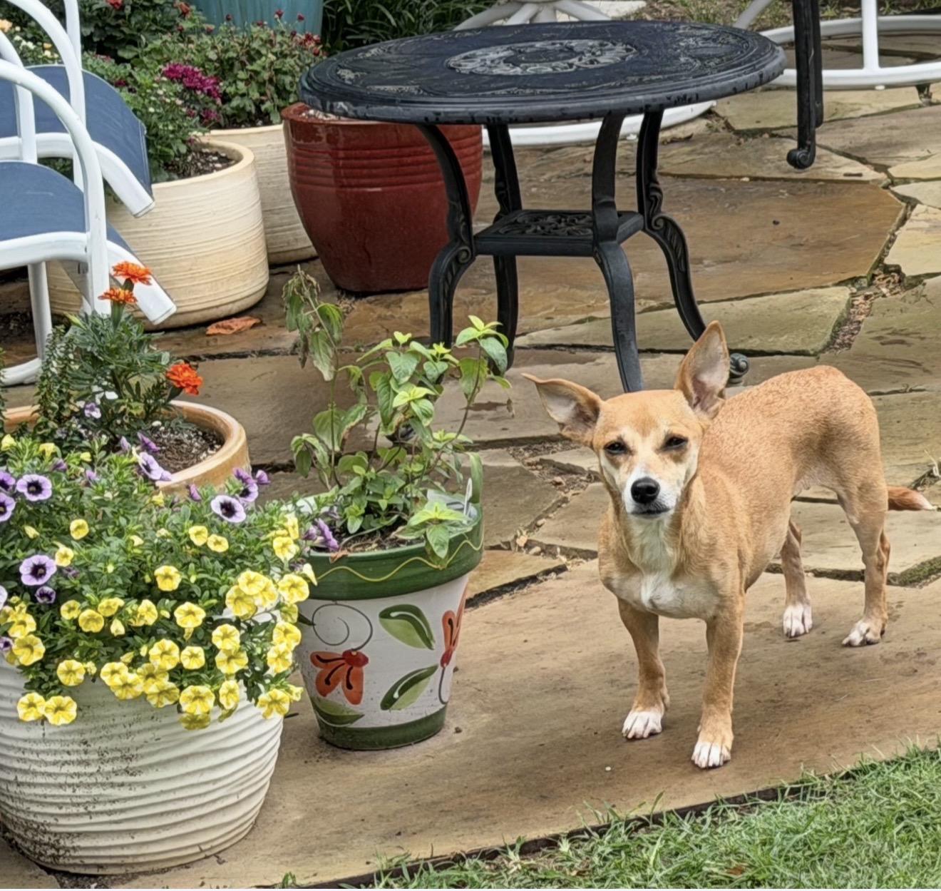 Christina Yang, a Adoptable mixed breed in Houston, TX image 3/5