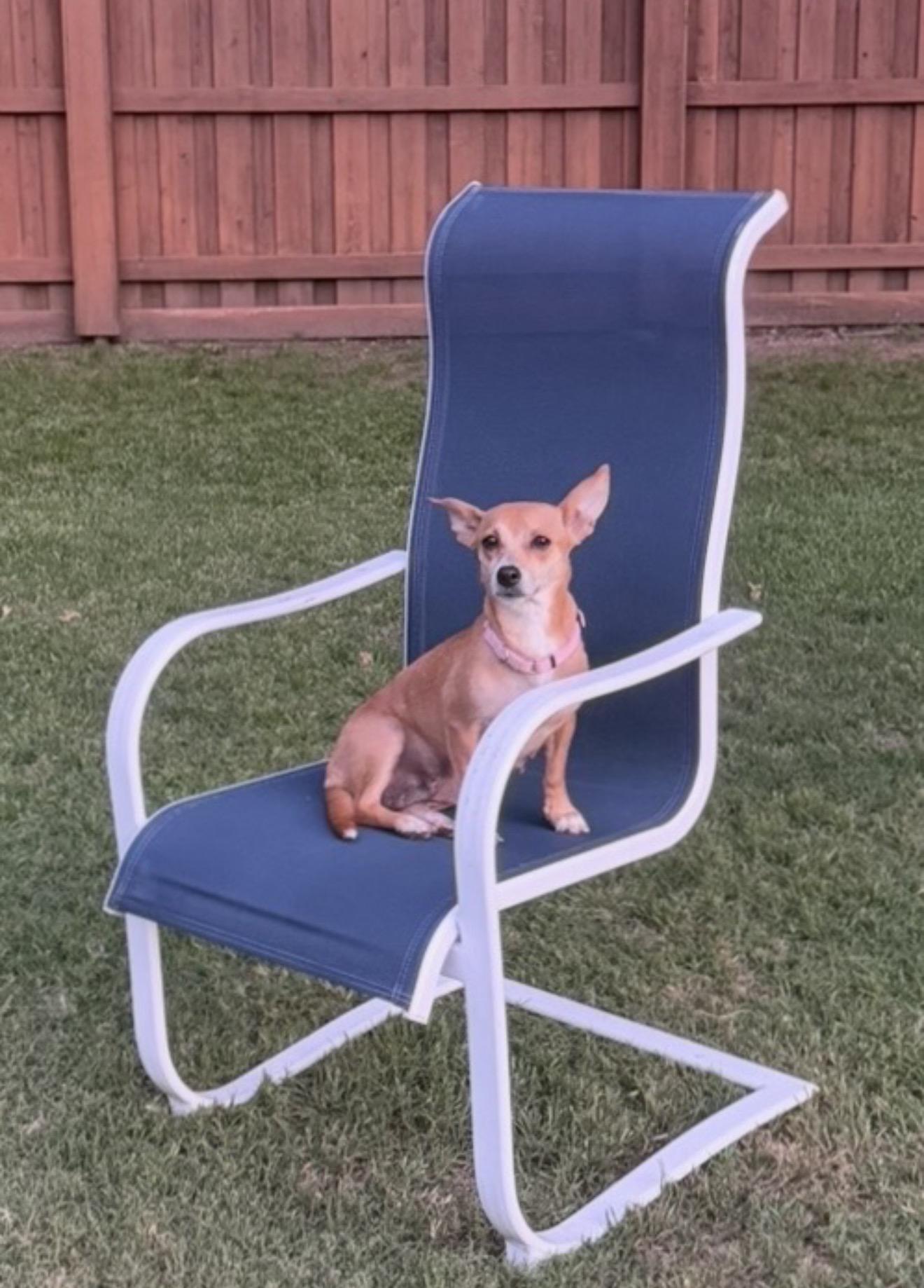 Christina Yang, a Adoptable mixed breed in Houston, TX image 4/5