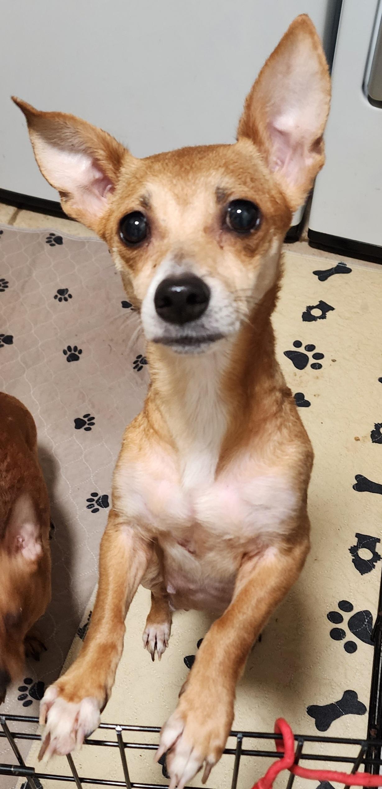Christina Yang, a Adoptable mixed breed in Houston, TX image 5/5