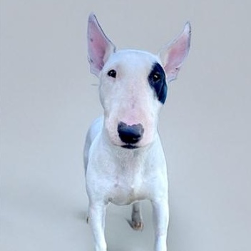 Sandy, adopted, Young Female Bull Terrier.