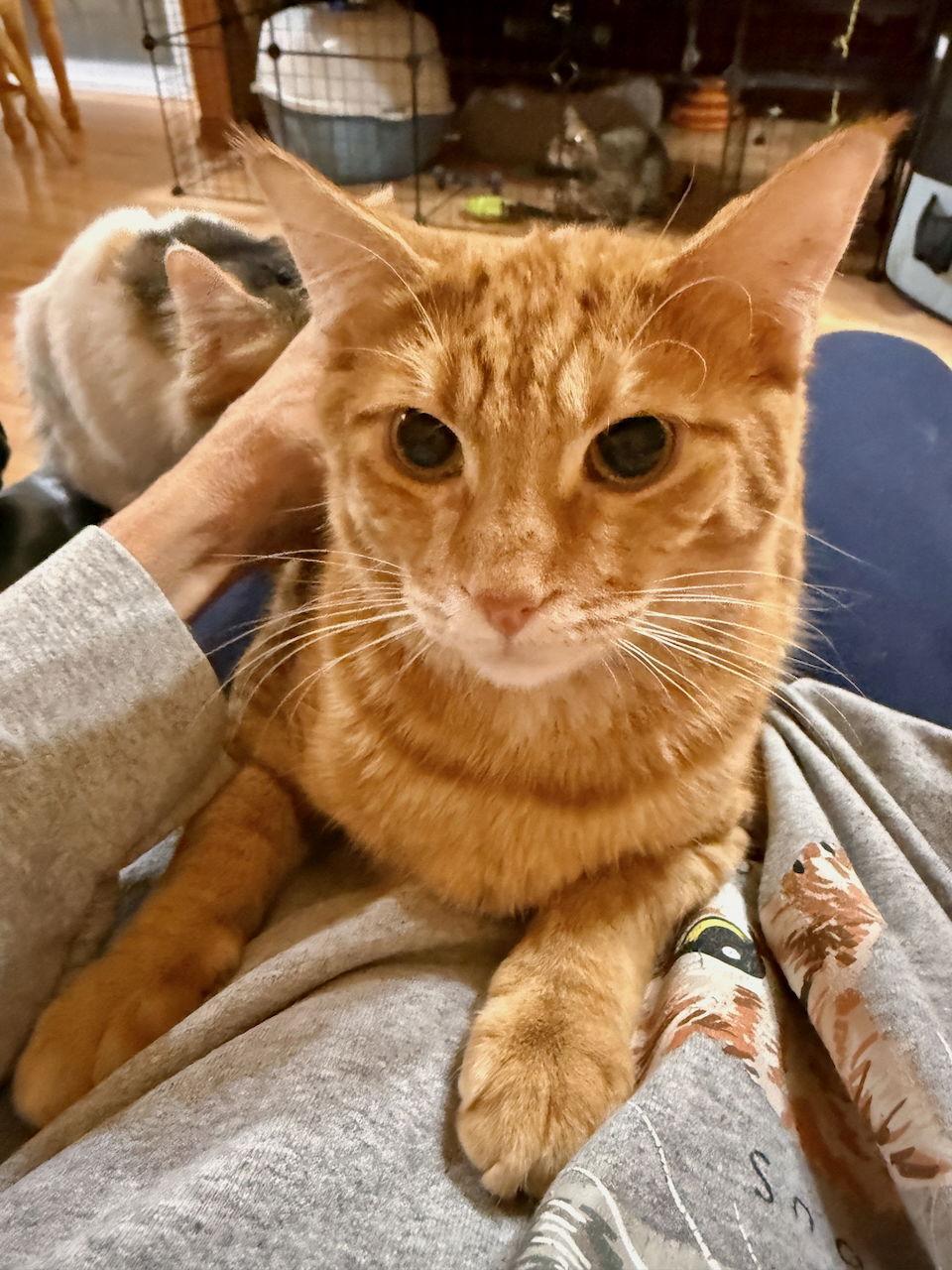 CAT - PHINEAS, Adoptable, Kitten Male Domestic Short Hair.