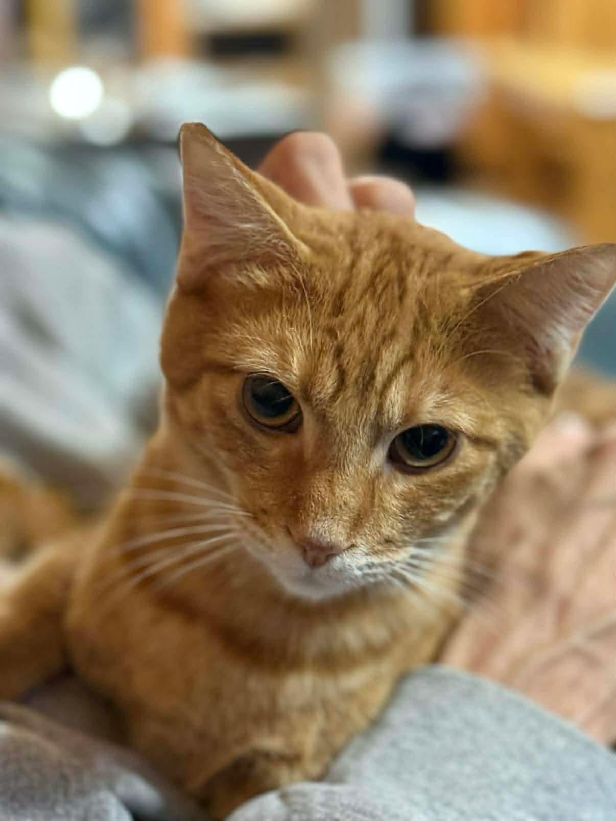 CAT - PHINEAS, a Adoptable Domestic Short Hair in GILBERTS, IL image 2/3