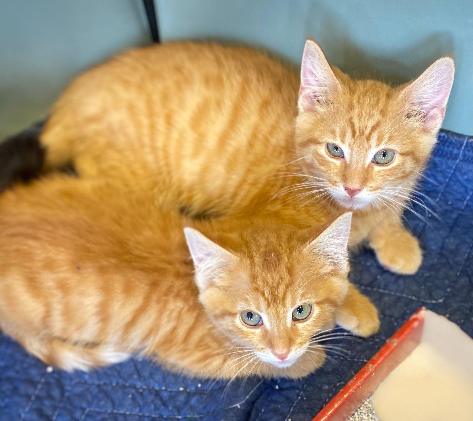 CAT - PHINEAS, Adoptable, Kitten Male Domestic Short Hair.