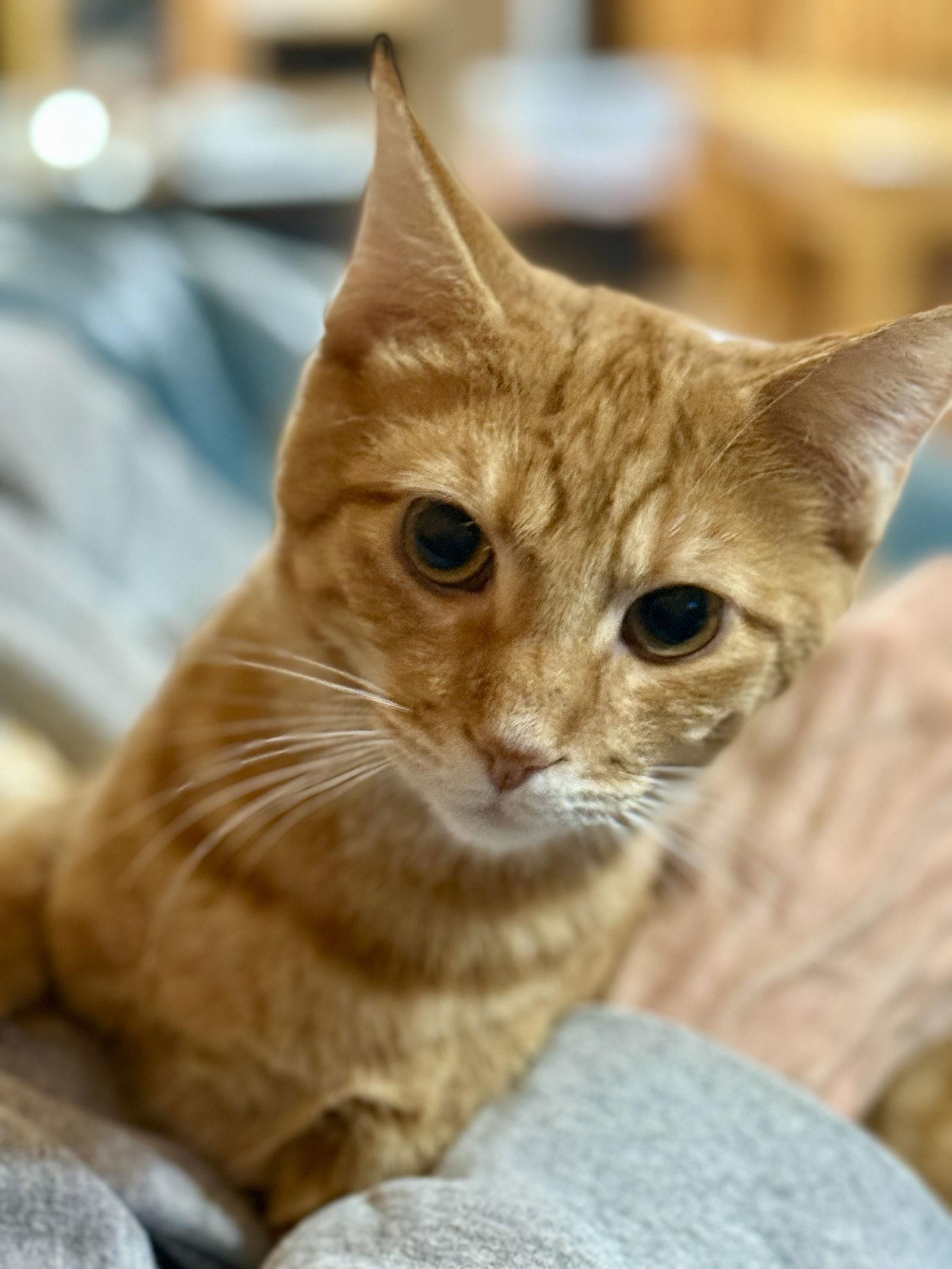 Enlarge CAT - PHINEAS, a Adoptable Domestic Short Hair in GILBERTS, IL image 2/3