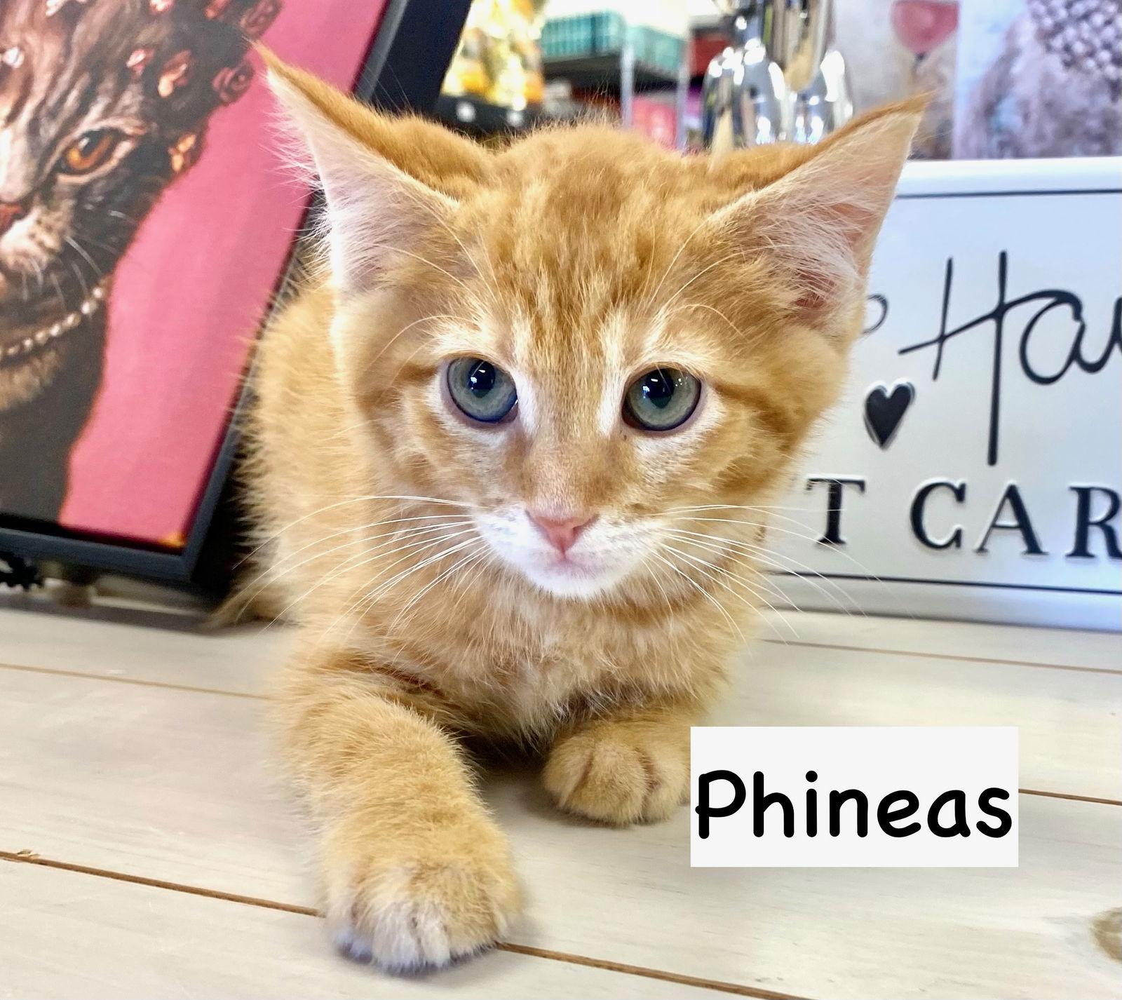 CAT - PHINEAS, a Adoptable Domestic Short Hair in GILBERTS, IL image 2/3