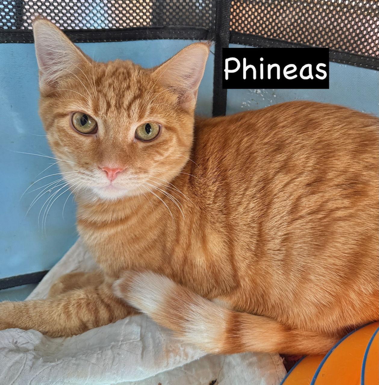 CAT - PHINEAS, a Adoptable Domestic Short Hair in GILBERTS, IL image 3/3