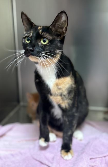 Esmeralda, a Adoptable Domestic Short Hair in Lebec, CA image 1/3