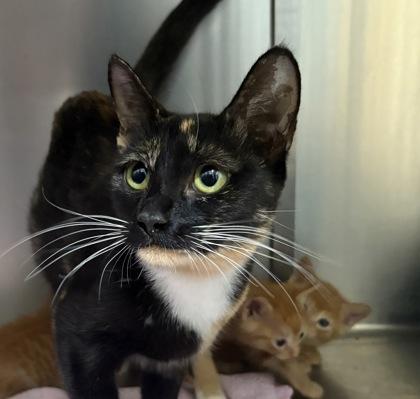 Esmeralda, a Adoptable Domestic Short Hair in Lebec, CA image 2/3