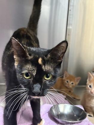 Esmeralda, a Adoptable Domestic Short Hair in Lebec, CA image 3/3