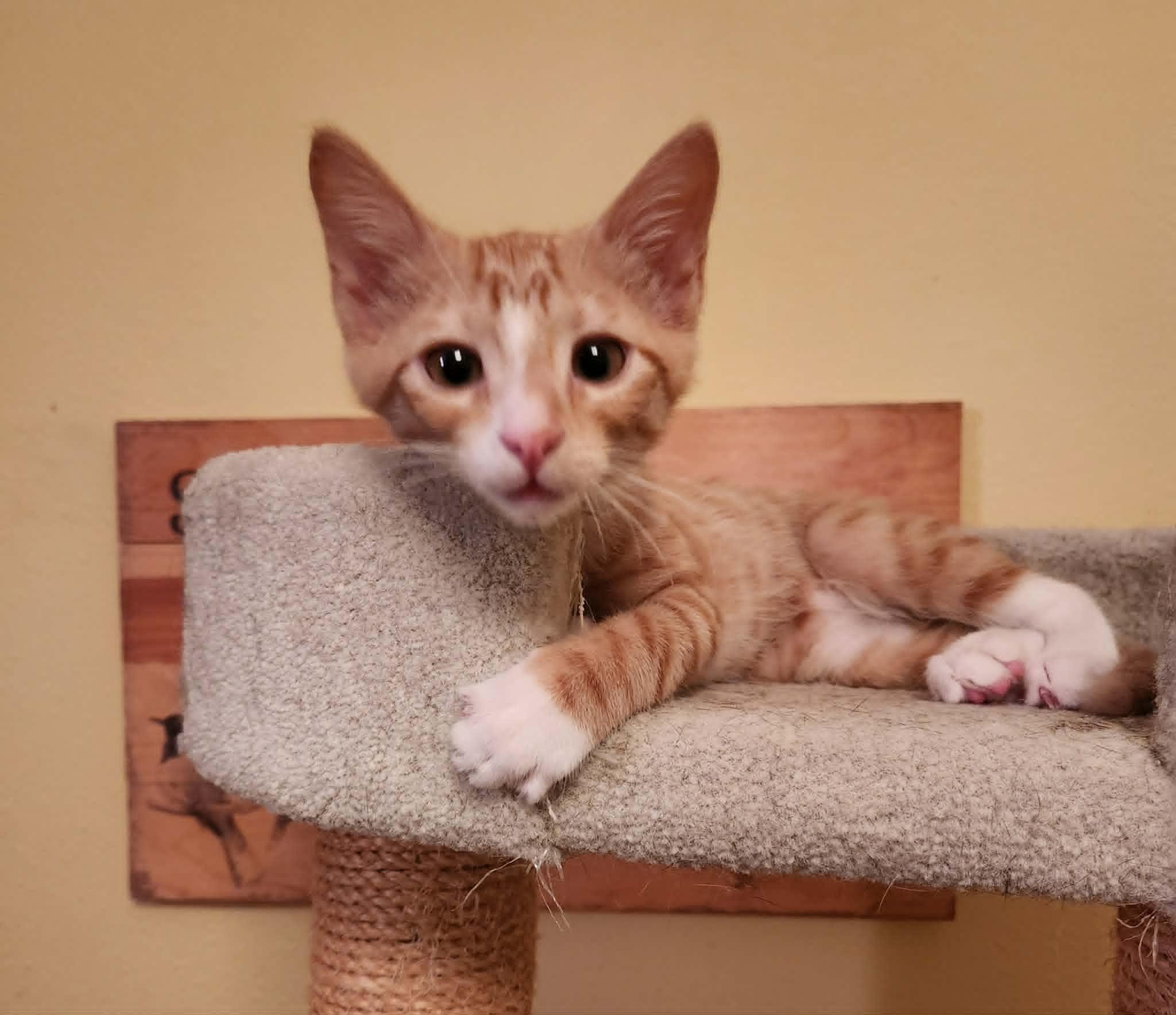 Enlarge Twink, a ADOPTABLE Domestic Short Hair in Mansfield, TX image 1/1