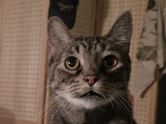 Enlarge DB, a Adoptable Domestic Short Hair in Ridgway, CO image 4/5