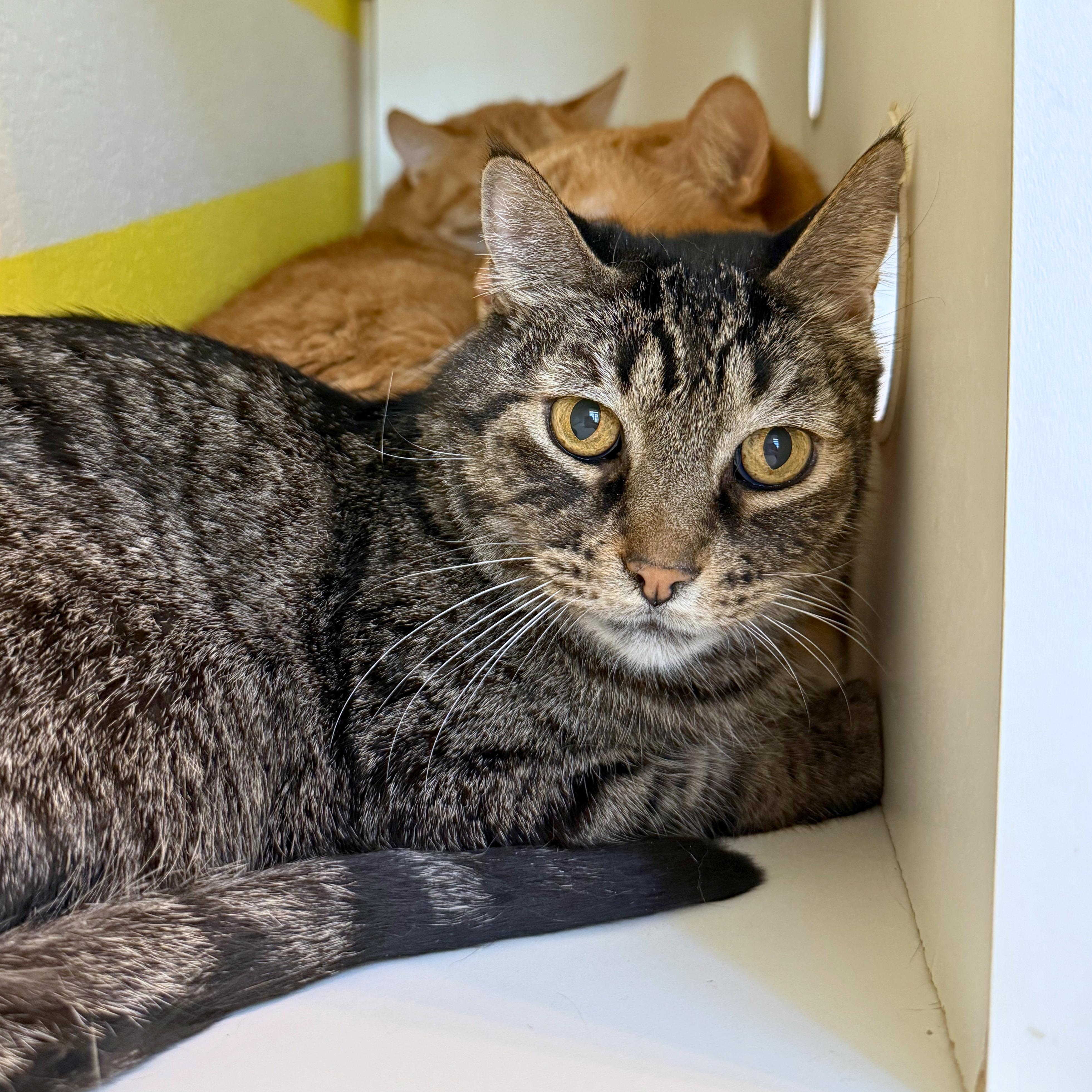 Enlarge Larry, a Adoptable Domestic Short Hair in Ridgway, CO image 1/3