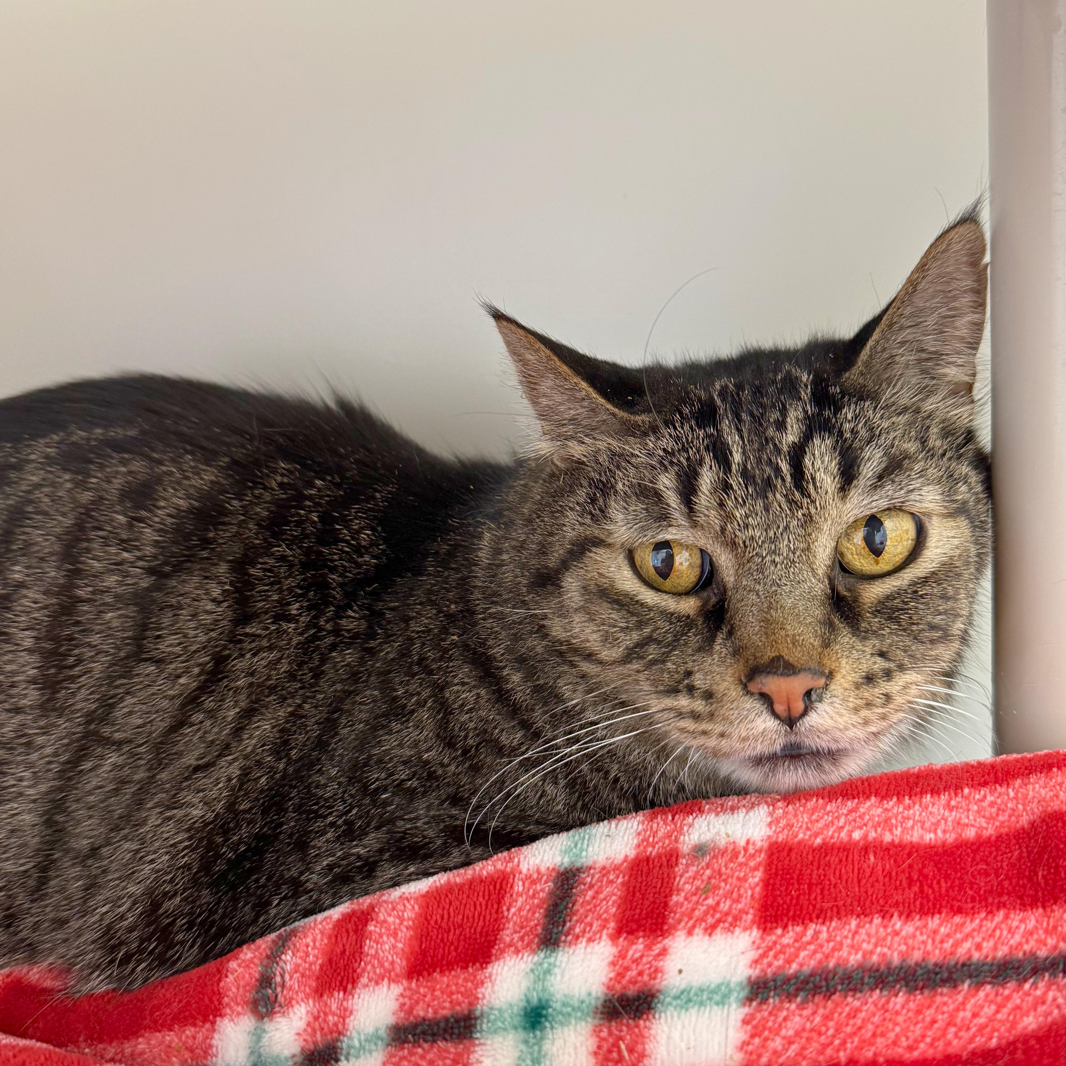 Enlarge Larry, a Adoptable Domestic Short Hair in Ridgway, CO image 3/3