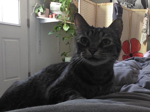 Enlarge DB, a Adoptable Domestic Short Hair in Ridgway, CO image 5/5