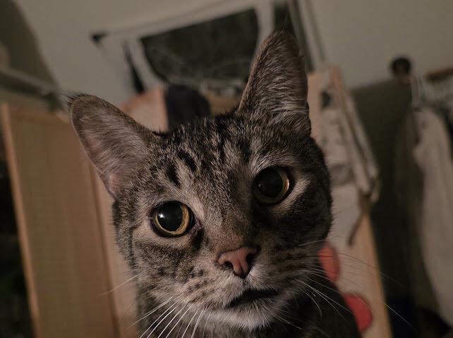 DB, Adoptable, Senior Male Domestic Short Hair.